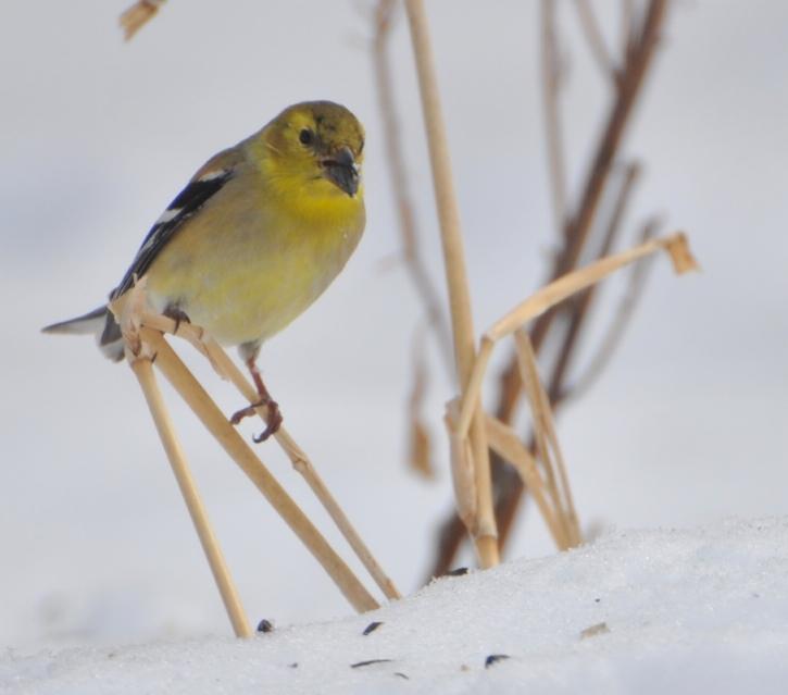 Name:  Straw goldfinch 2-17-10.jpg
Views: 480
Size:  29.3 KB