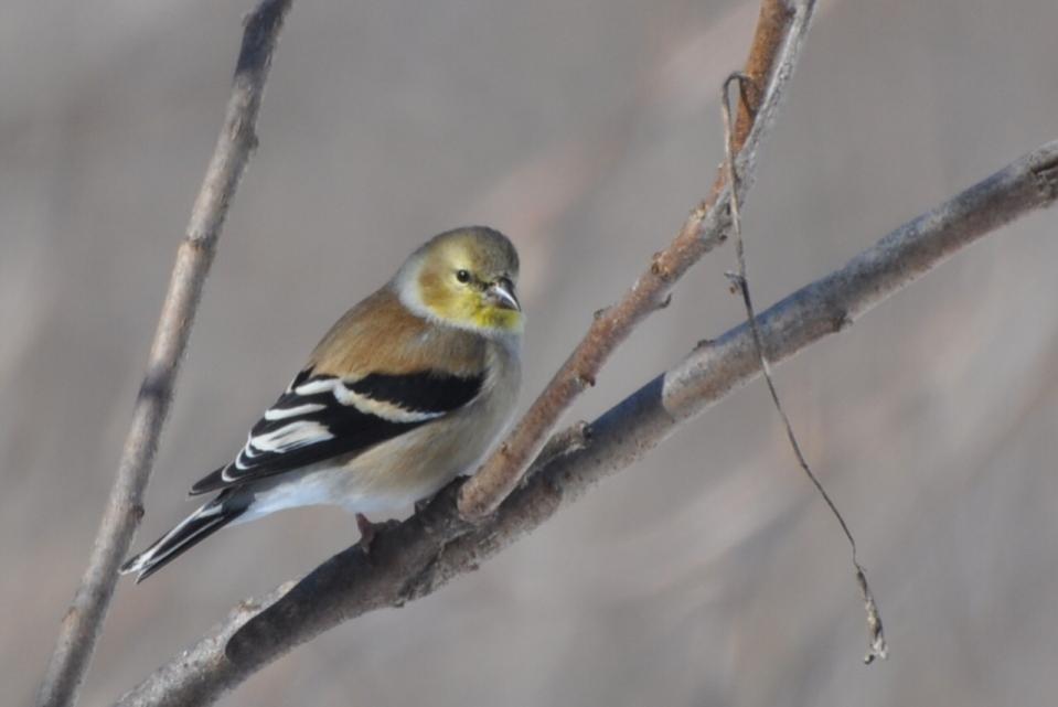 Name:  Goldfinch in sumac 2-25-10.jpg
Views: 605
Size:  36.2 KB