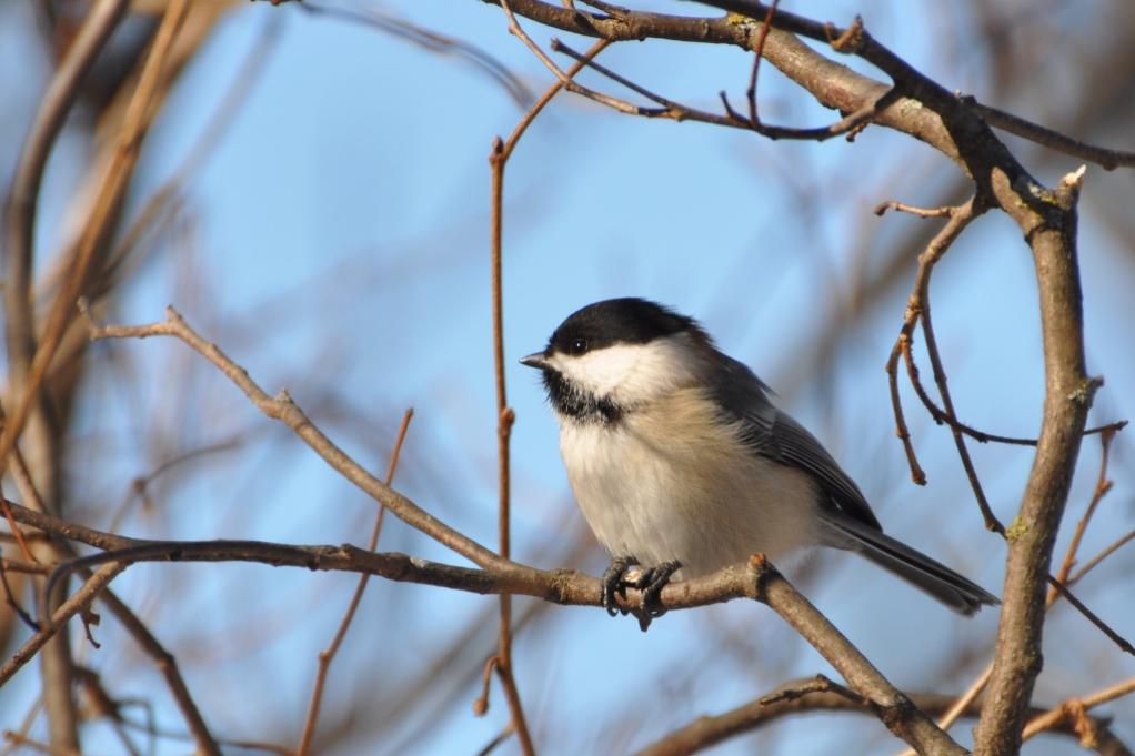 Name:  Cutie pie! 2-26-10.jpg
Views: 411
Size:  72.2 KB