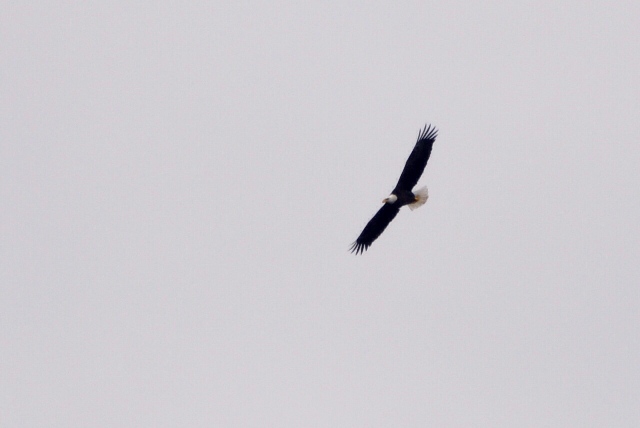 Name:  Bald eagle at Lowes Crk Park 3-13-10.JPG
Views: 186
Size:  92.8 KB