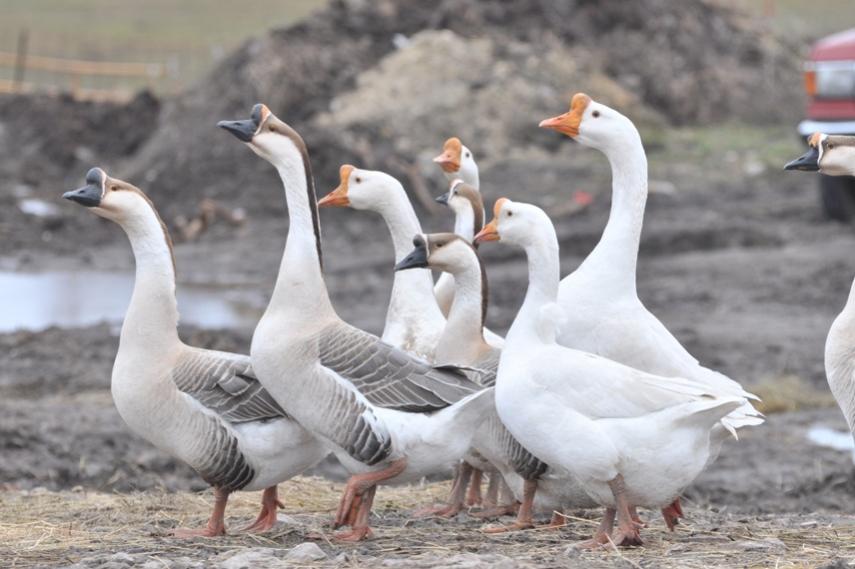 Name:  Domestic geese 3-13-10.jpg
Views: 189
Size:  61.5 KB