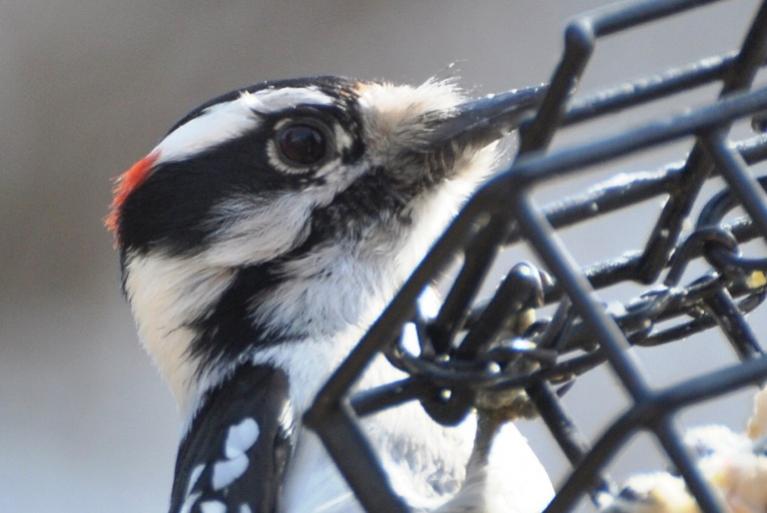 Name:  Woodpecker study 3-23-10.jpg
Views: 161
Size:  44.2 KB