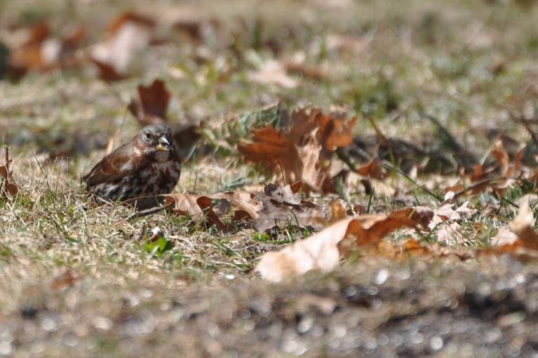 Name:  Fox sparrow 3-23-10 A.jpg
Views: 148
Size:  58.6 KB