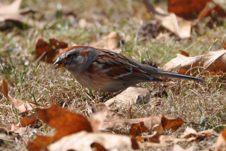 Name:  Tree sparrow 3-23-10 B.jpg
Views: 148
Size:  68.7 KB