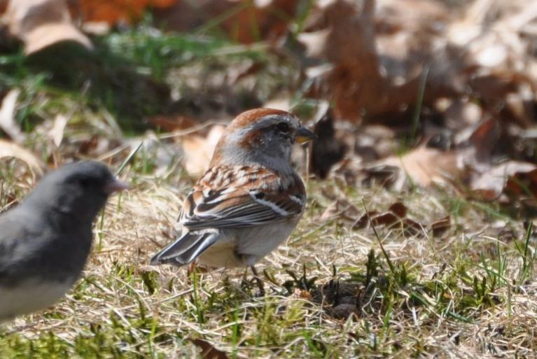 Name:  Tree sparrow 3-23-10.jpg
Views: 154
Size:  68.4 KB