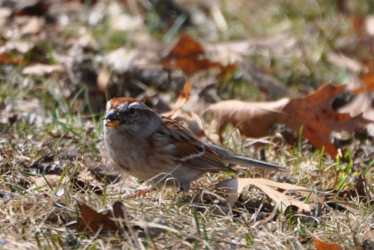 Name:  Tree sparrow 3-23-10 C.jpg
Views: 151
Size:  68.1 KB