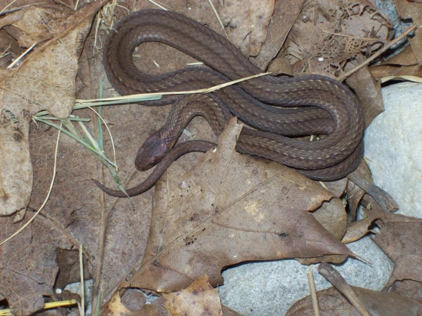 Name:  Brown snake under the mat 7-17-09.jpg
Views: 4742
Size:  100.4 KB