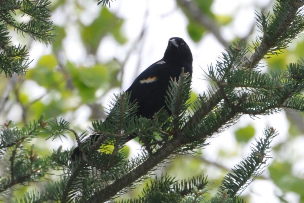 Name:  Red-winged blackbird in the hemlock 4-23-10 A.jpg
Views: 762
Size:  94.1 KB