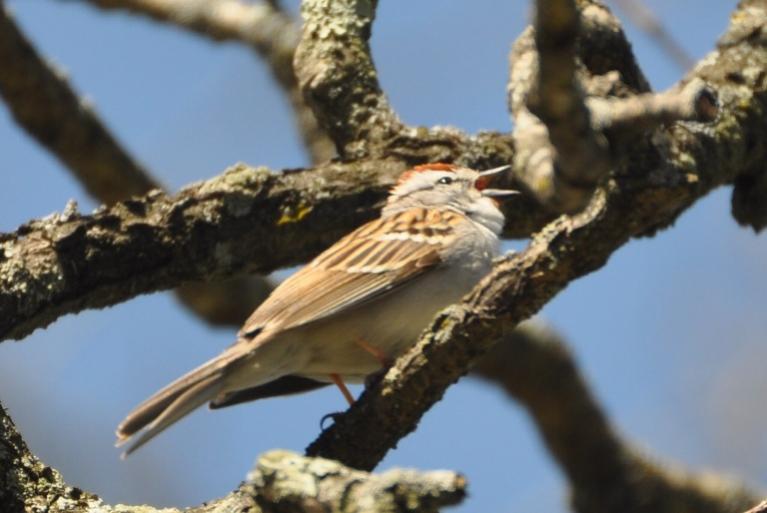 Name:  Chipping sparrow singing 4-22-10 B.jpg
Views: 500
Size:  43.7 KB