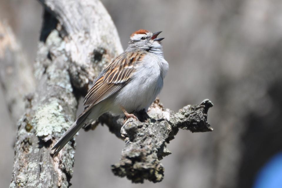 Name:  Chipping sparrow singing 4-27-10 A.jpg
Views: 215
Size:  58.9 KB