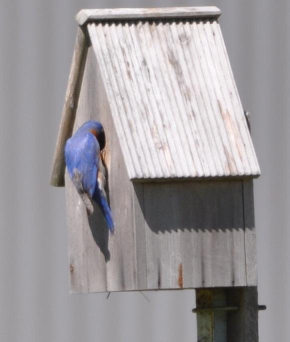 Name:  Bluebird at the house 4-27-10.jpg
Views: 208
Size:  29.4 KB