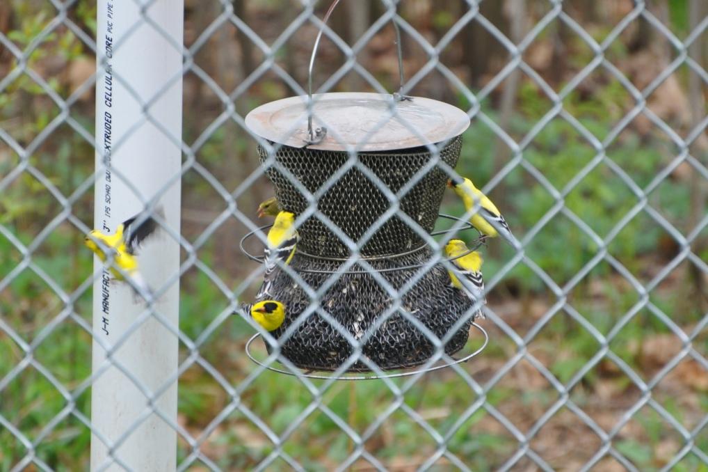 Name:  Goldfinches at the feeder 4-30-10.jpg
Views: 165
Size:  96.5 KB