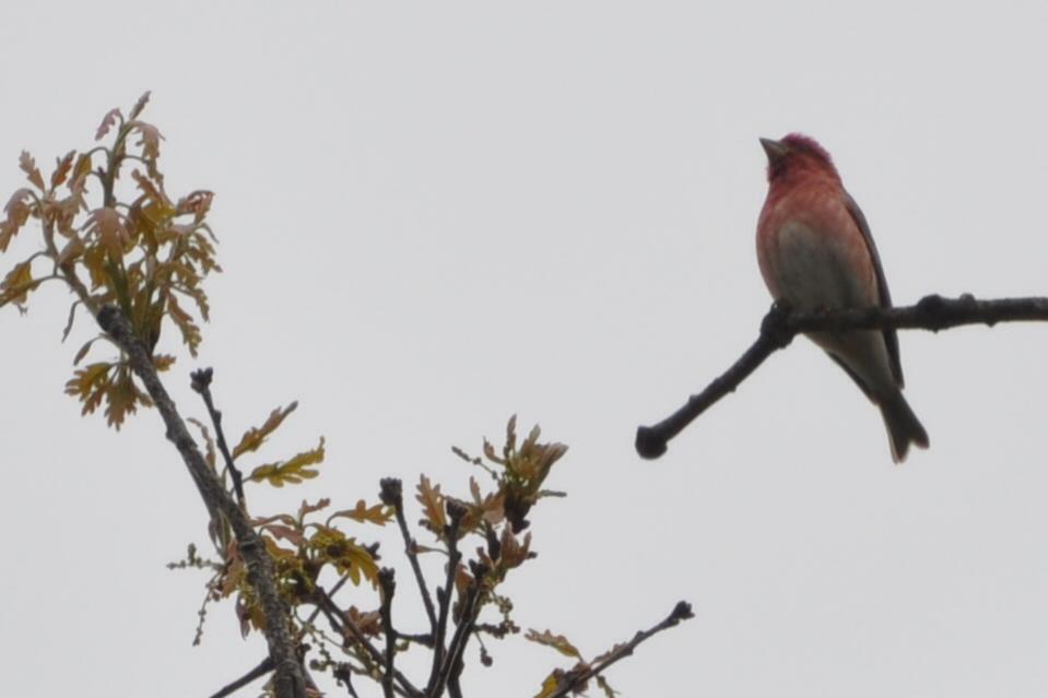 Name:  Purple finch surveying his domain from the tree tops 5-3-10.jpg
Views: 162
Size:  37.5 KB