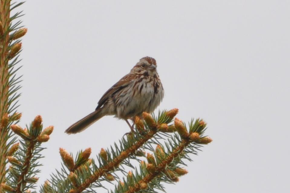 Name:  Song sparrow on the spruce 5-3-10 A.jpg
Views: 512
Size:  48.5 KB