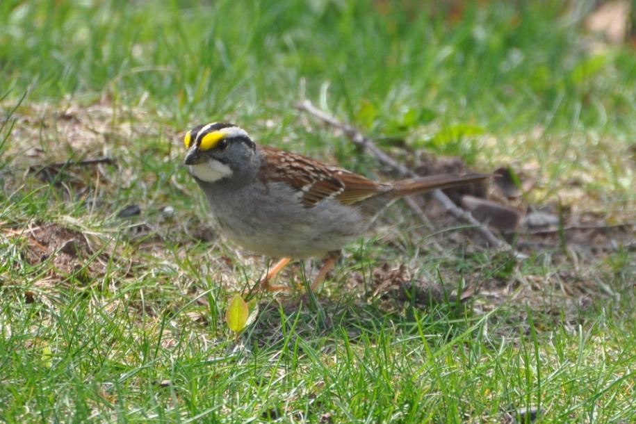 Name:  White-throated sparrow 4-28-10 A.jpg
Views: 103
Size:  101.9 KB