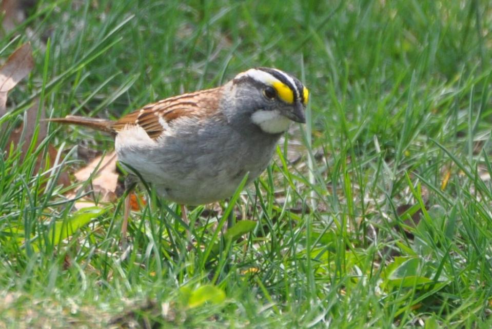 Name:  White-throated sparrow 4-28-10 B.jpg
Views: 105
Size:  99.4 KB