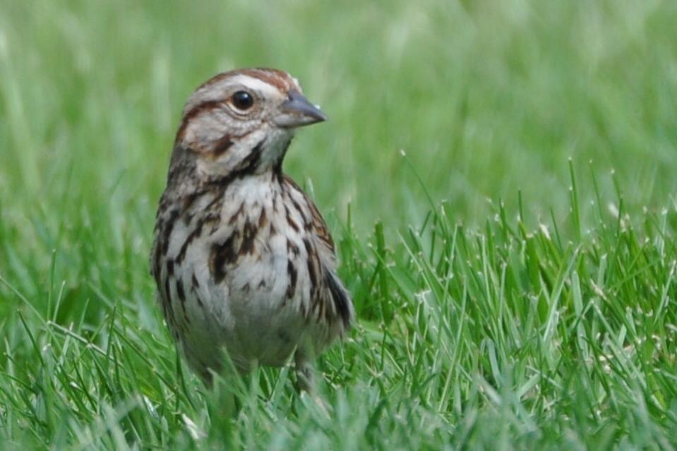Name:  Song sparrow 5-9-10 B.jpg
Views: 462
Size:  68.4 KB