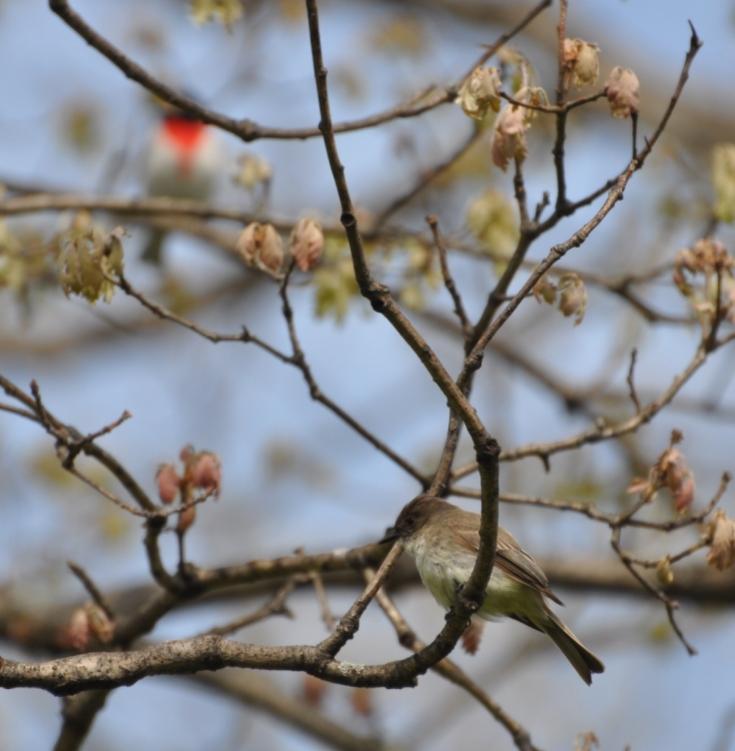 Name:  Eastern phoebe and rose-breasted grosbeak 5-9-10.jpg
Views: 660
Size:  56.0 KB