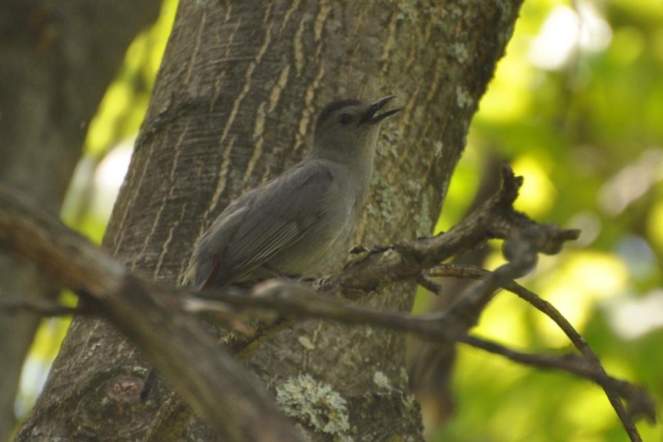 Name:  Gray catbird singing 6-3-10 A.jpg
Views: 58
Size:  61.6 KB