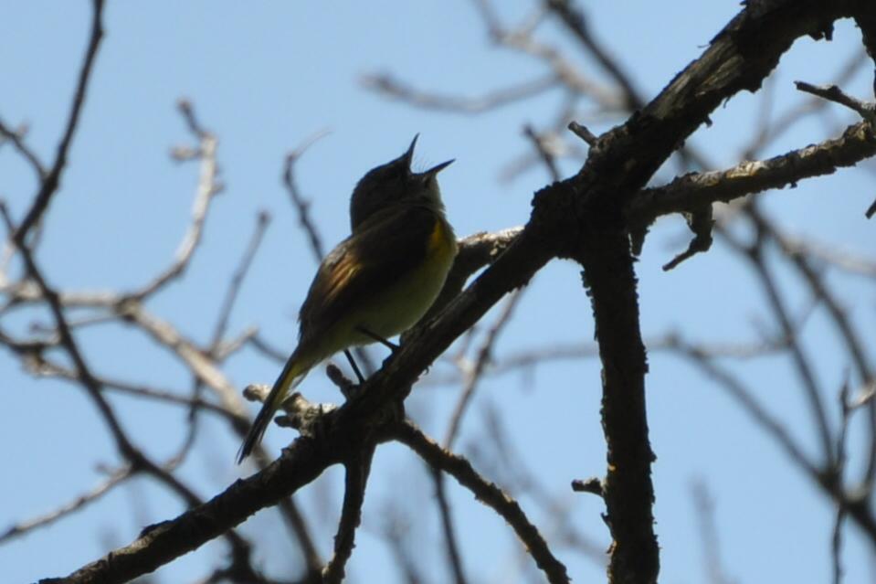 Name:  American redstart first-spring male 6-3-10 E.jpg
Views: 66
Size:  51.2 KB