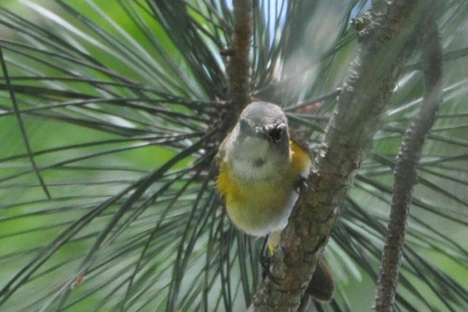 Name:  American redstart first-spring male 6-3-10 J.jpg
Views: 60
Size:  74.0 KB