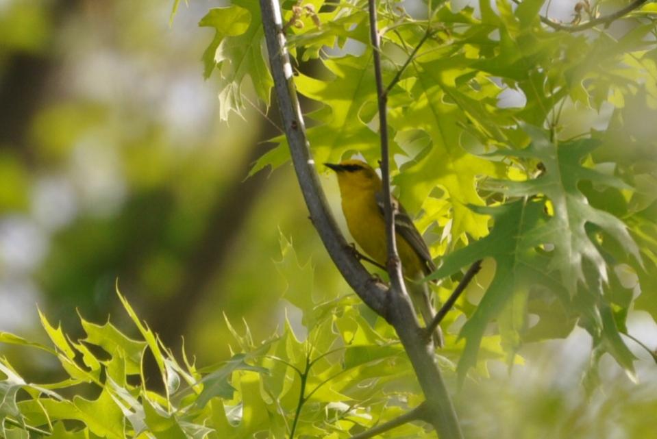 Name:  Blue-winged warbler 5-28-10 A.jpg
Views: 68
Size:  66.0 KB