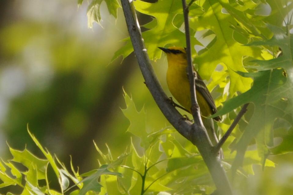 Name:  Blue-winged warbler 5-28-10 B.jpg
Views: 64
Size:  56.6 KB