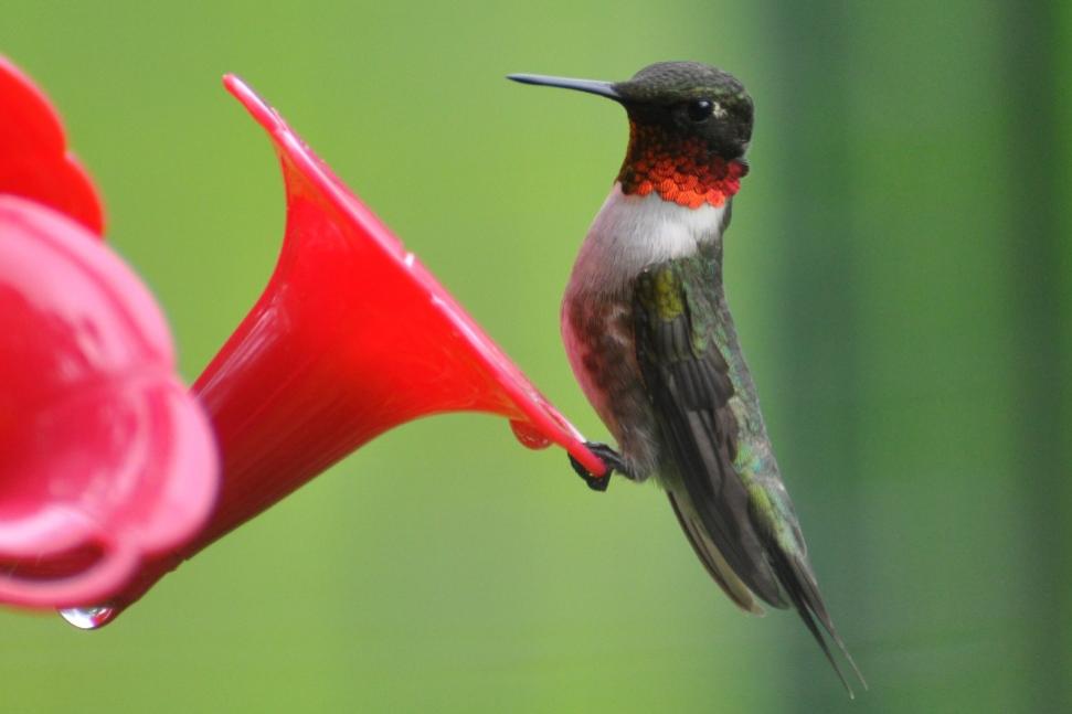 Name:  Ruby-throated hummingbird male 6-4-10.jpg
Views: 111
Size:  38.2 KB