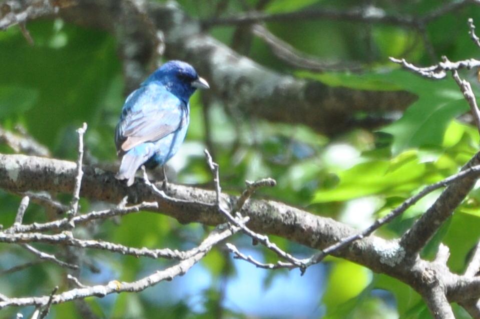 Name:  Indigo bunting 6-6-10 A.jpg
Views: 48
Size:  70.9 KB