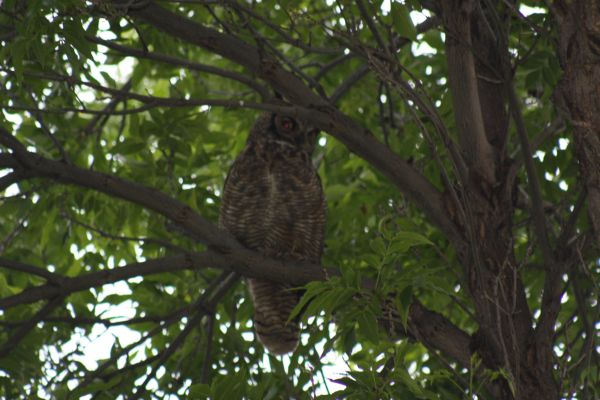 Name:  owl2.jpg
Views: 265
Size:  67.9 KB