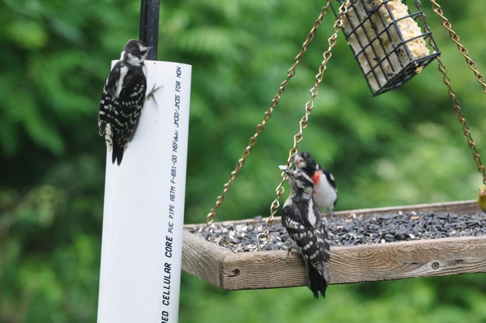 Name:  Downy woodpecker, feeding junior 6-19-10 C.jpg
Views: 212
Size:  71.7 KB