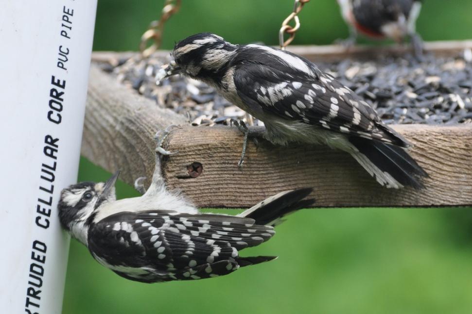 Name:  Downy woodpecker, feeding junior 6-19-10 D.jpg
Views: 204
Size:  74.1 KB