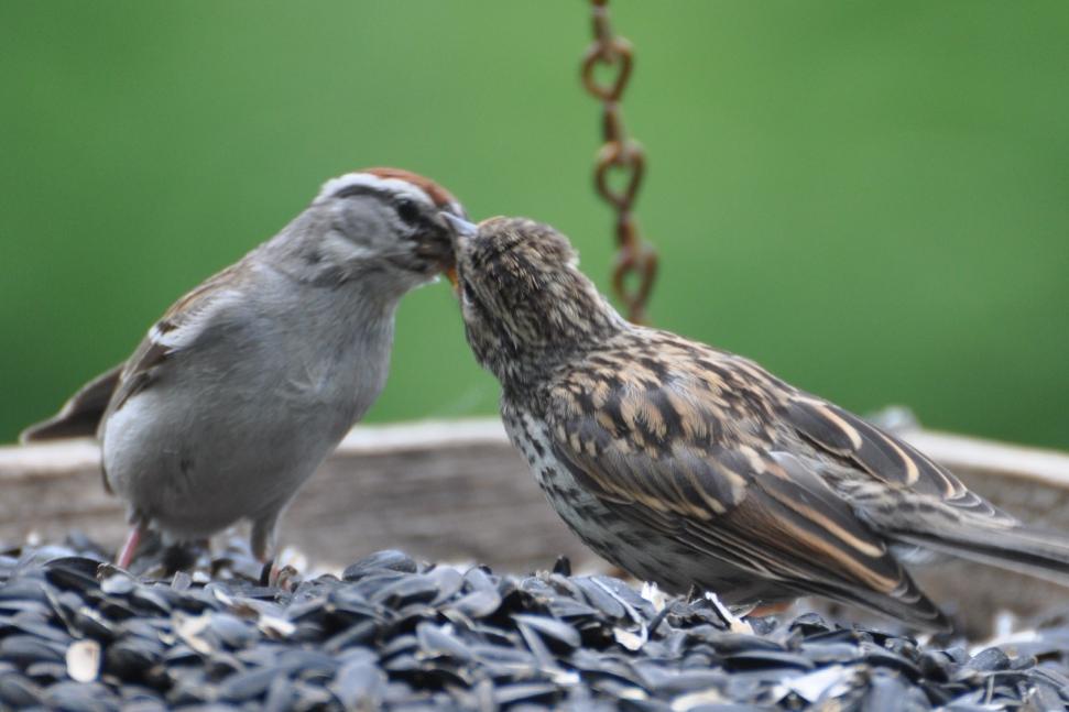 Name:  Chipping sparrow, feeding junior 6-20-10 B.jpg
Views: 235
Size:  61.1 KB