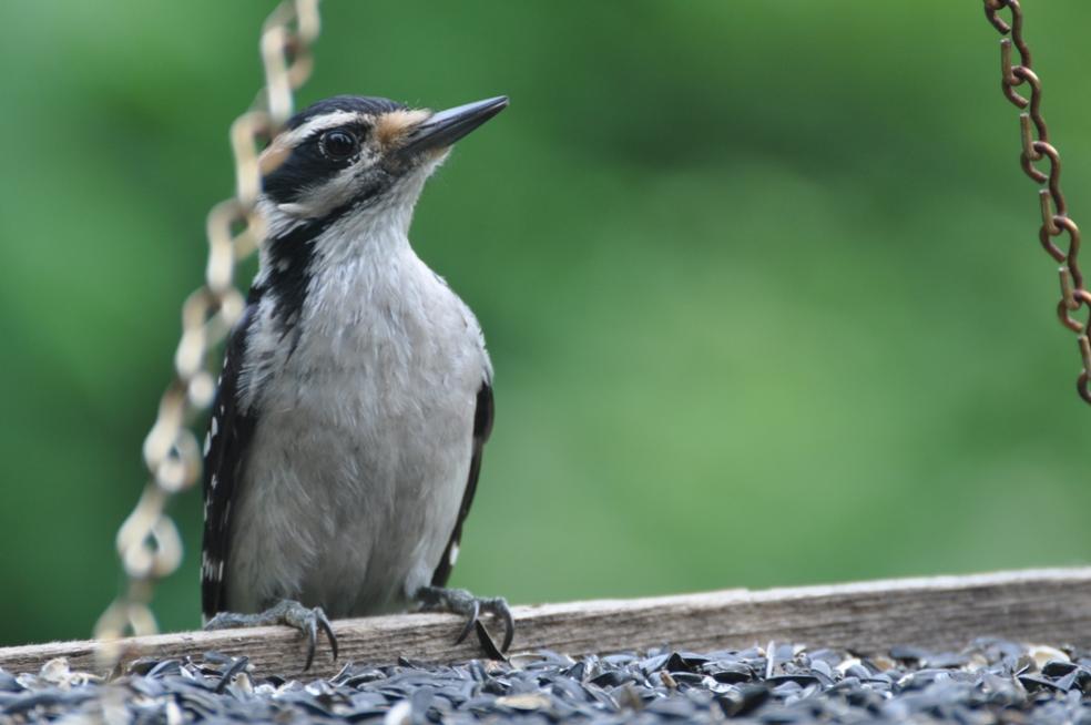 Name:  Hairy woodpecker 6-19-10.jpg
Views: 374
Size:  53.7 KB
