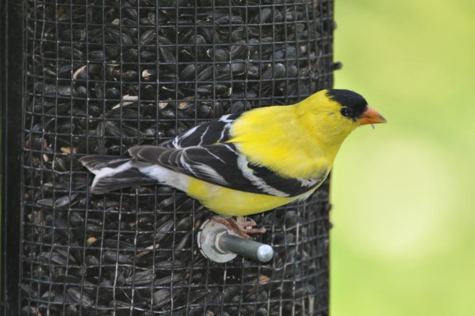 Name:  American goldfinch 6-20-10 A.jpg
Views: 126
Size:  69.9 KB