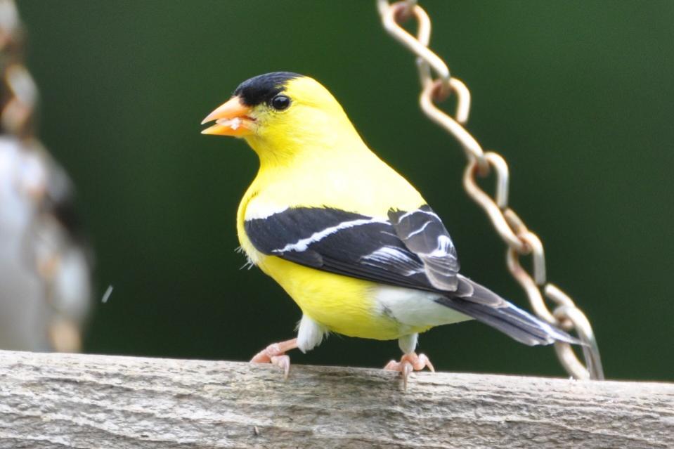 Name:  American goldfinch 6-18-10 B.jpg
Views: 127
Size:  60.2 KB