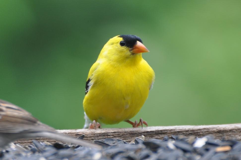 Name:  American goldfinch 6-19-10 A.jpg
Views: 127
Size:  40.7 KB