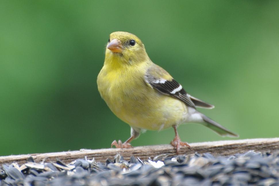 Name:  American goldfinch 6-19-10 B.jpg
Views: 138
Size:  48.3 KB