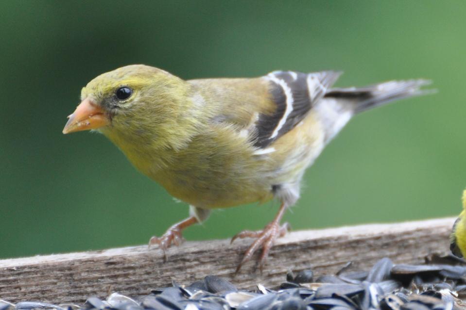 Name:  American goldfinch 6-19-10 D.jpg
Views: 127
Size:  55.7 KB
