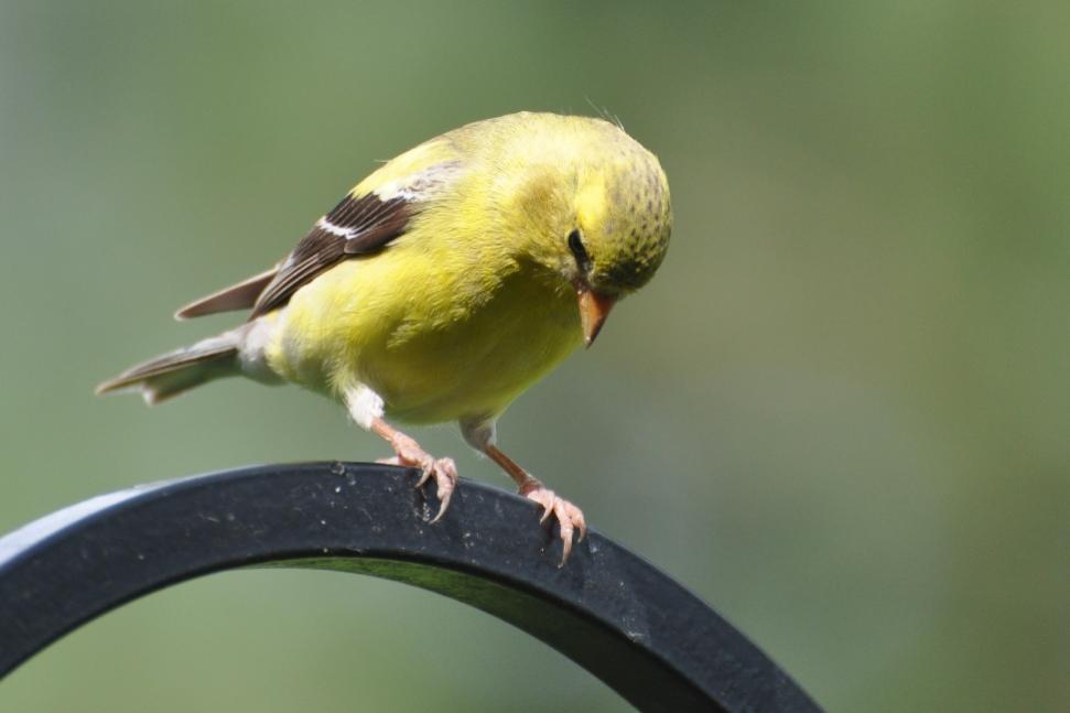Name:  American goldfinch 6-20-10 B.jpg
Views: 139
Size:  35.8 KB