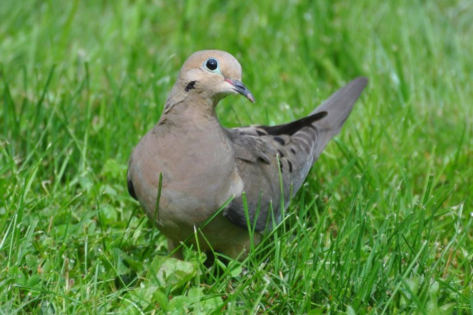 Name:  Mourning dove 6-20-10 C.jpg
Views: 139
Size:  91.1 KB