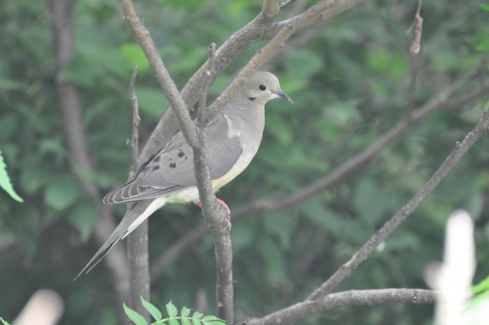 Name:  Mourning dove in the sumac 6-20-10.jpg
Views: 135
Size:  49.8 KB