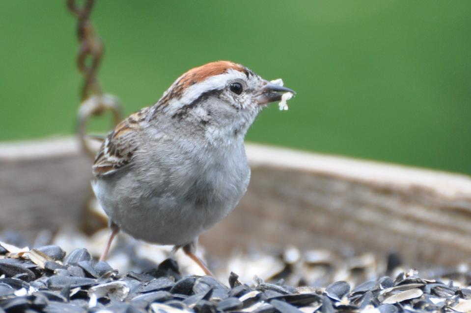 Name:  Chipping sparrow 6-20-10 A.jpg
Views: 141
Size:  54.5 KB