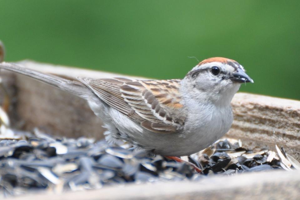 Name:  Chipping sparrow 6-20-10 B.jpg
Views: 116
Size:  58.2 KB