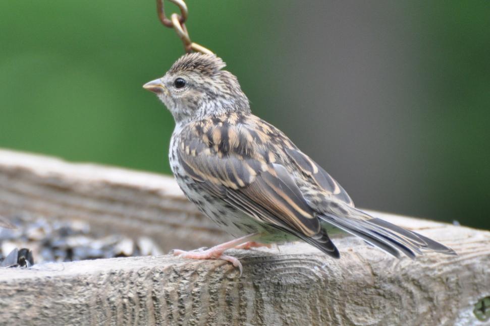 Name:  Chipping sparrow, juvenile 6-20-10 B.jpg
Views: 139
Size:  66.6 KB