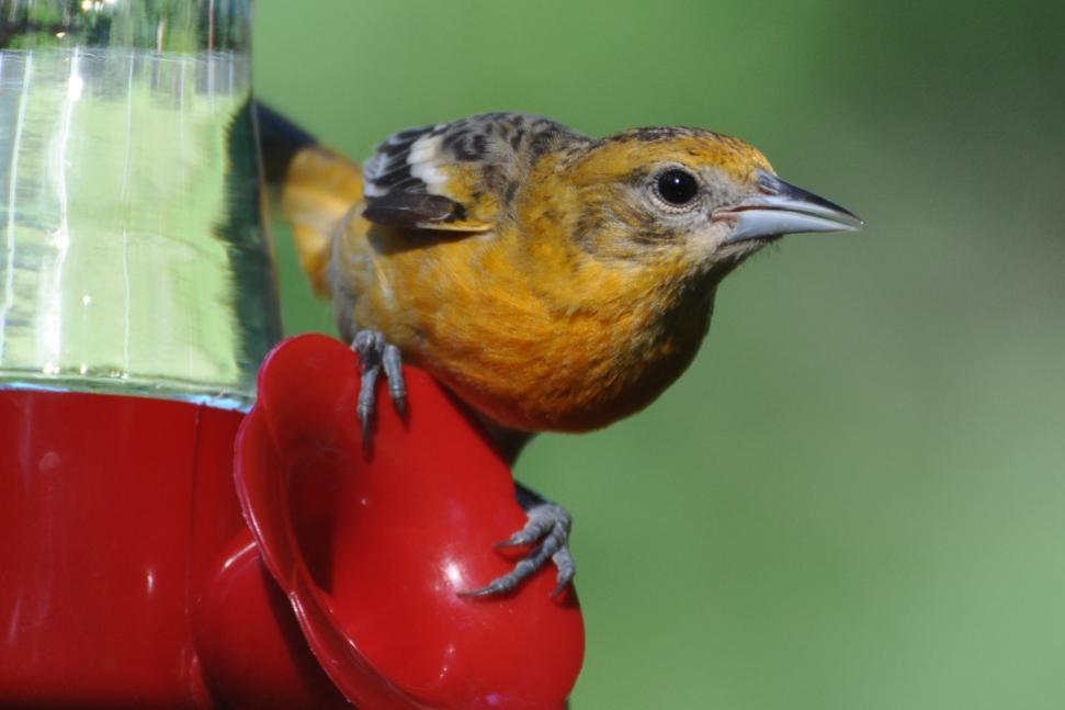 Name:  Baltimore oriole female at the nectar 6-29-10 E1.jpg
Views: 774
Size:  43.5 KB