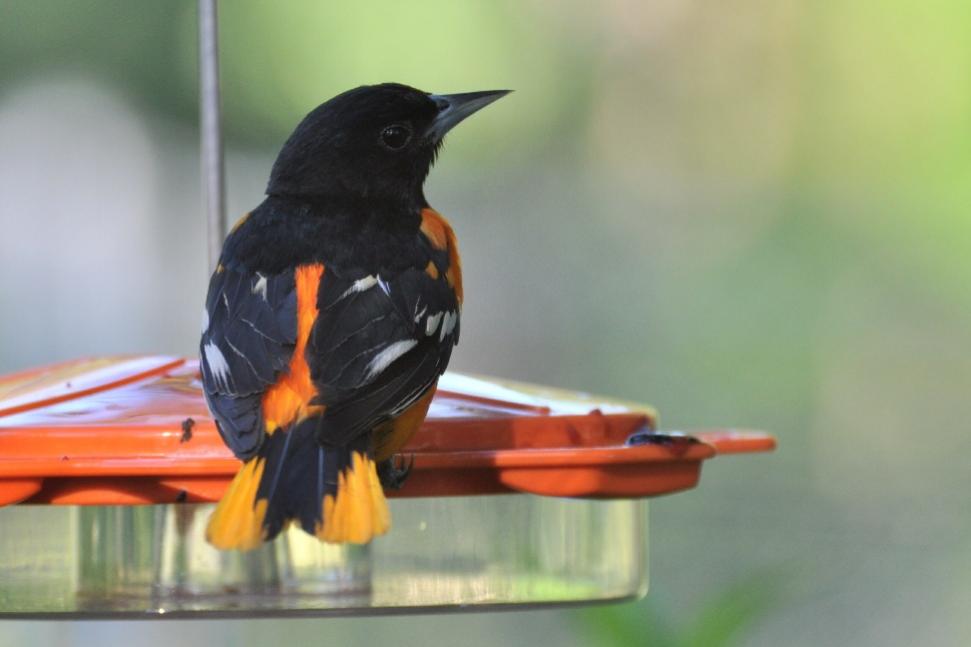 Name:  Baltimore oriole at the jelly 6-29-10 B.jpg
Views: 788
Size:  42.4 KB