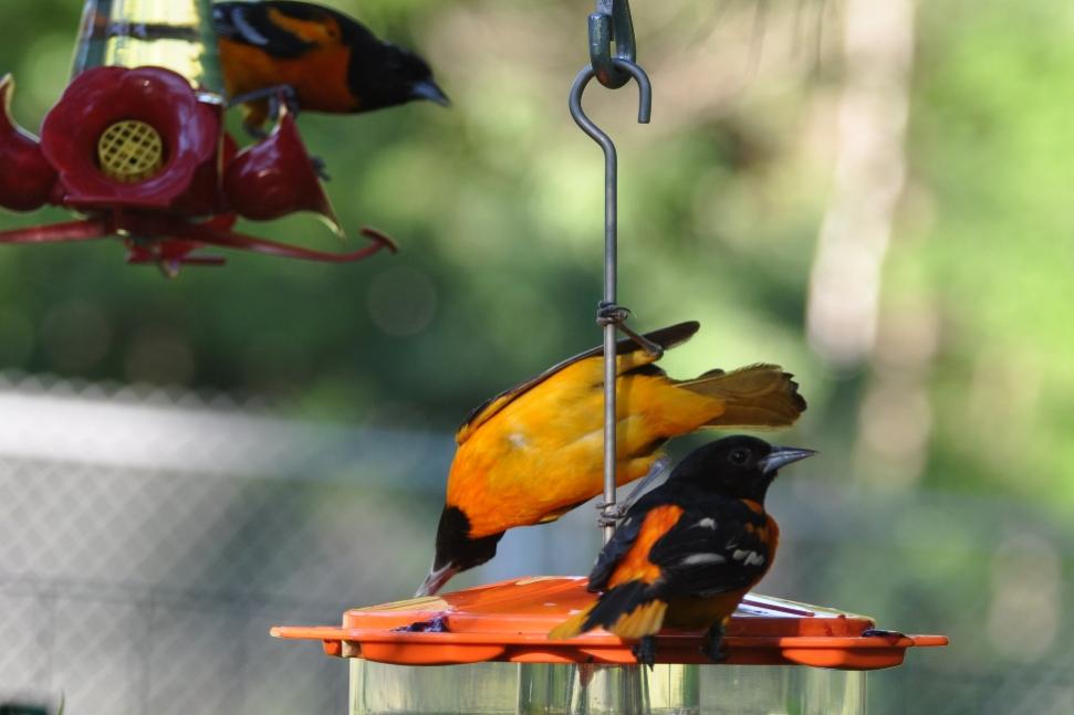 Name:  Baltimore orioles at the grape jelly 6-29-10 C.jpg
Views: 383
Size:  52.5 KB
