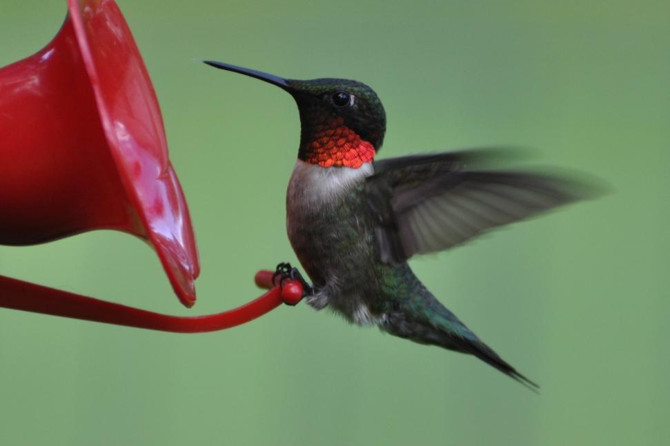 Name:  Hummingbird at the nectar feeder 6-23-10.jpg
Views: 293
Size:  32.6 KB