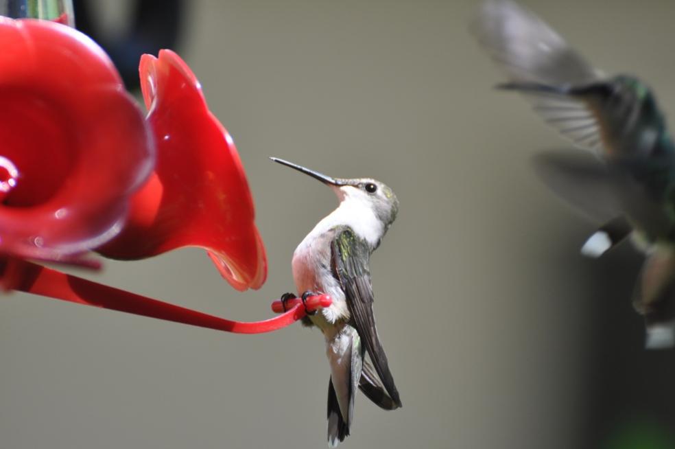 Name:  Hummingbirds at the nectar feeders 6-29-10 D.jpg
Views: 586
Size:  34.7 KB